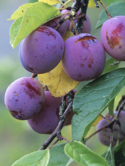 PRUNIER REINE CLAUDE VIOLETTE