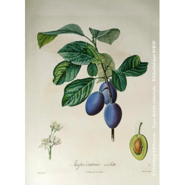 PRUNIER REINE CLAUDE VIOLETTE (Prunus domestica)