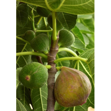 FIGUIER VIOLETTE DAUPHINE (Ficus carica)