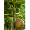 FIGUIER VIOLETTE DAUPHINE (Ficus carica)