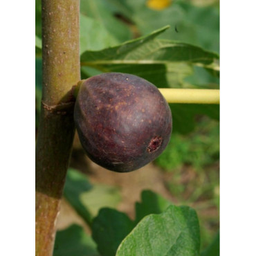 FIGUIER VIOLETTE DAUPHINE (Ficus carica)