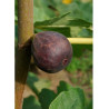 FIGUIER VIOLETTE DAUPHINE (Ficus carica)