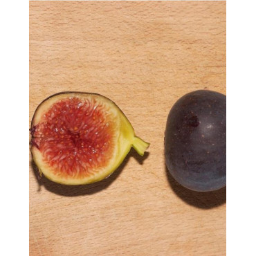 FIGUIER VIOLETTE DAUPHINE (Ficus carica)