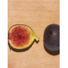 FIGUIER VIOLETTE DAUPHINE (Ficus carica)