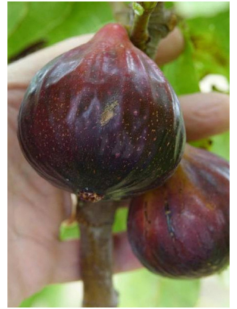 FIGUIER VIOLETTE DAUPHINE (Ficus carica)