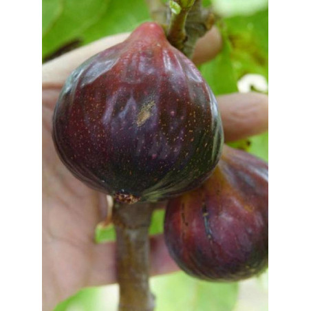 FIGUIER VIOLETTE DAUPHINE (Ficus carica)