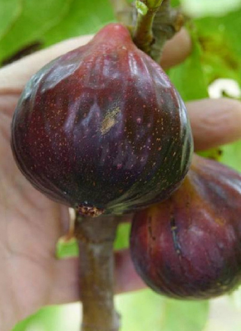 FIGUIER VIOLETTE DAUPHINE