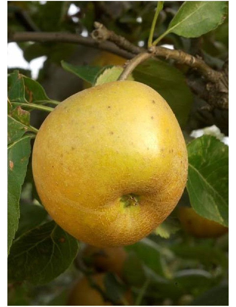 POMMIER REINETTE GRISE DU CANADA (Malus domestica)