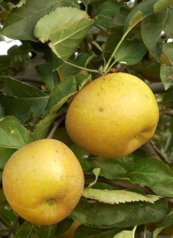 POMMIER REINETTE GRISE DU CANADA