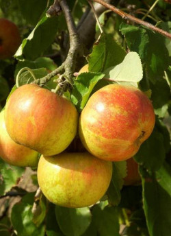 POMMIER BELLE DE BOSKOOP