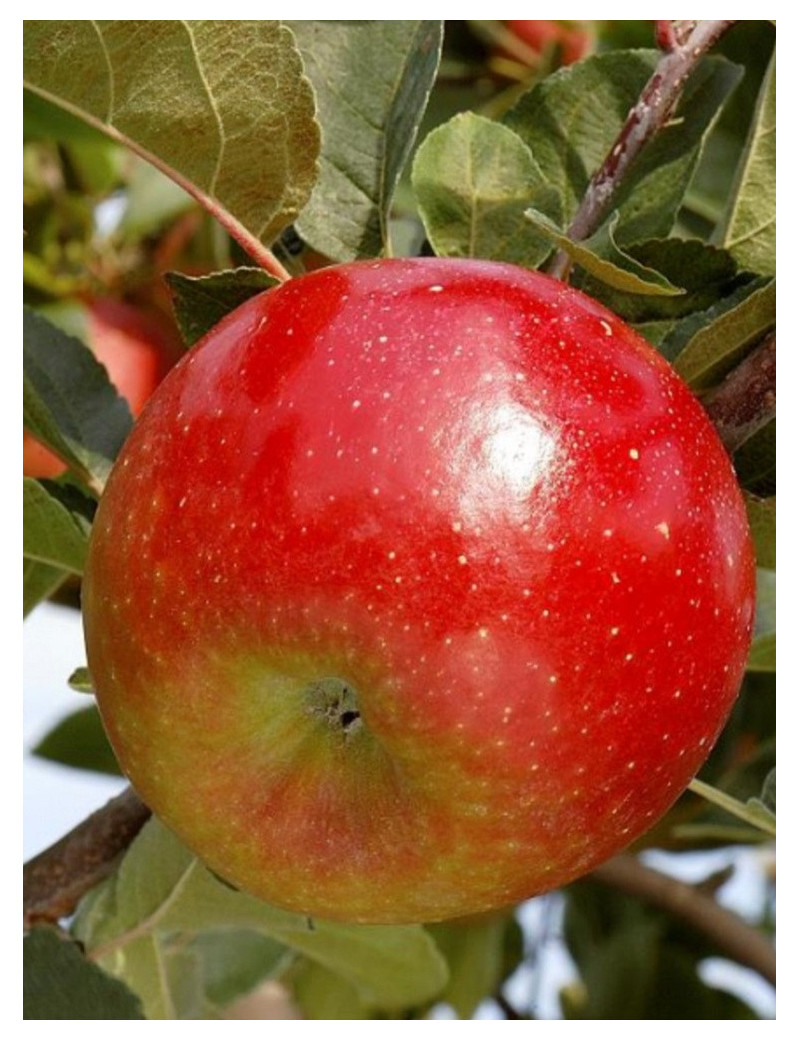 POMMIER CHOUPETTE® (Malus domestica)