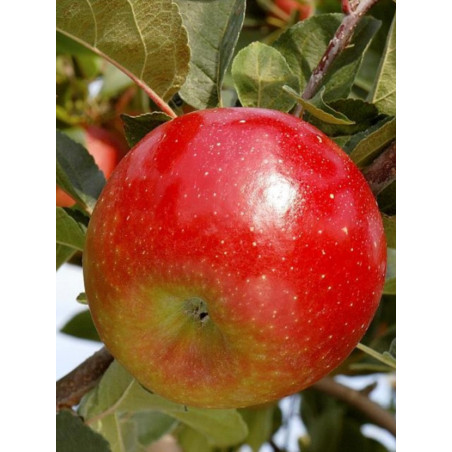 POMMIER CHOUPETTE® (Malus domestica)