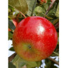 POMMIER CHOUPETTE® (Malus domestica)