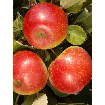 POMMIER CHOUPETTE® (Malus domestica)