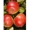 POMMIER CHOUPETTE® (Malus domestica)