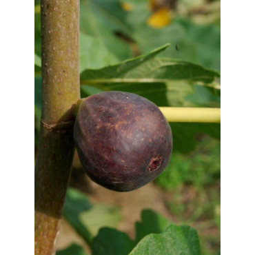 FIGUIER VIOLETTE NORMANDE (Ficus carica)