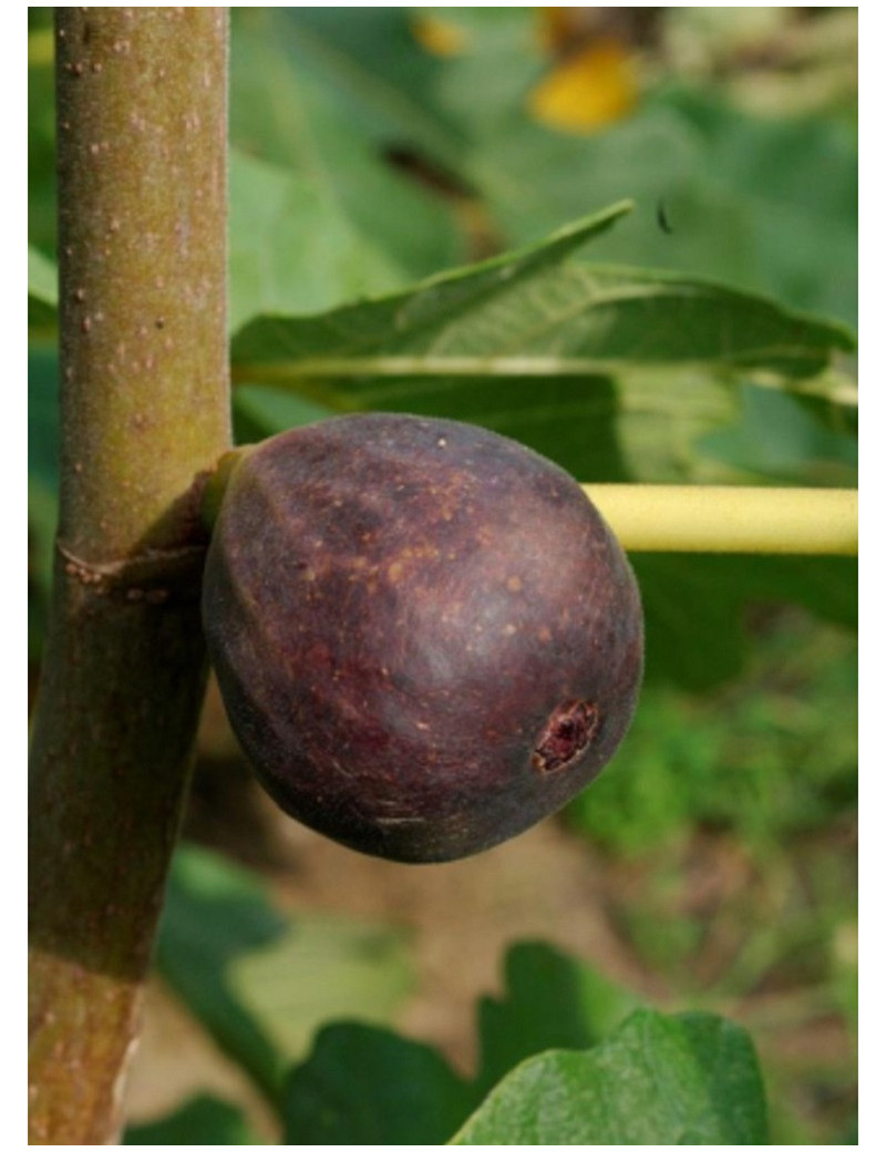 FIGUIER VIOLETTE NORMANDE (Ficus carica)