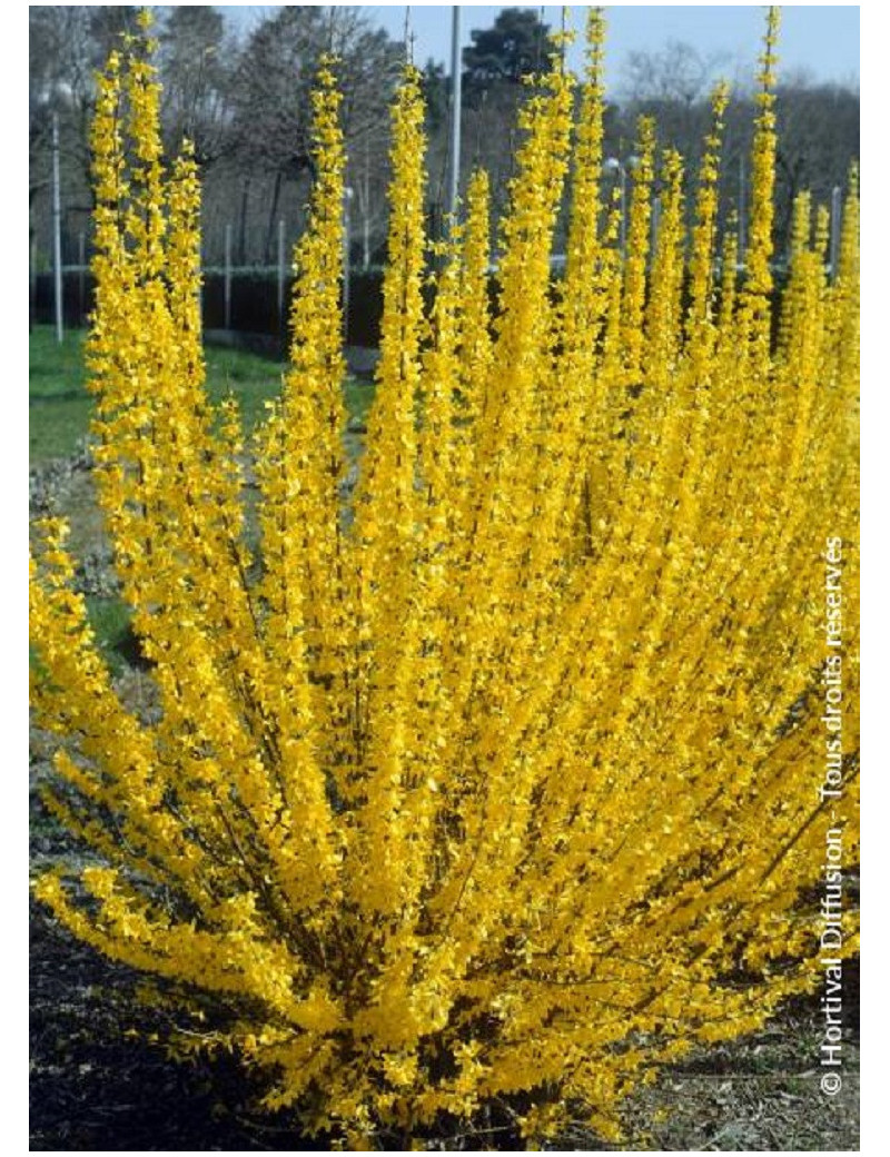 FORSYTHIA intermedia LYNWOOD GOLD (Forsythia Lynwood ou Mimosa de Paris Lynwood)