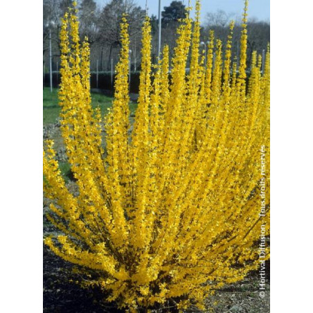 FORSYTHIA intermedia LYNWOOD GOLD (Forsythia Lynwood ou Mimosa de Paris Lynwood)