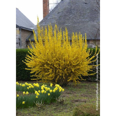 FORSYTHIA intermedia LYNWOOD GOLD (Forsythia Lynwood ou Mimosa de Paris Lynwood)