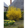 FORSYTHIA intermedia LYNWOOD GOLD (Forsythia Lynwood ou Mimosa de Paris Lynwood)