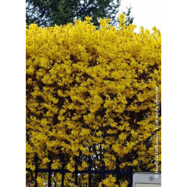 FORSYTHIA intermedia LYNWOOD GOLD (Forsythia Lynwood ou Mimosa de Paris Lynwood)