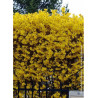 FORSYTHIA intermedia LYNWOOD GOLD (Forsythia Lynwood ou Mimosa de Paris Lynwood)