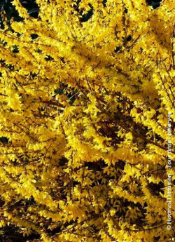 mimosa-de-paris-forsythia-maree-dor-forsythia-intermedia-maree-dor-2.jpg