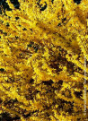 mimosa-de-paris-forsythia-maree-dor-forsythia-intermedia-maree-dor-2.jpg