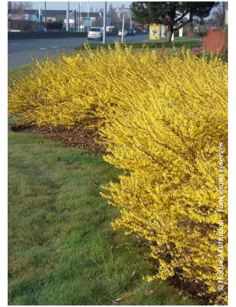 FORSYTHIA intermedia MAREE D'OR (Forsythia rampant)