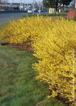 FORSYTHIA intermedia MAREE D'OR