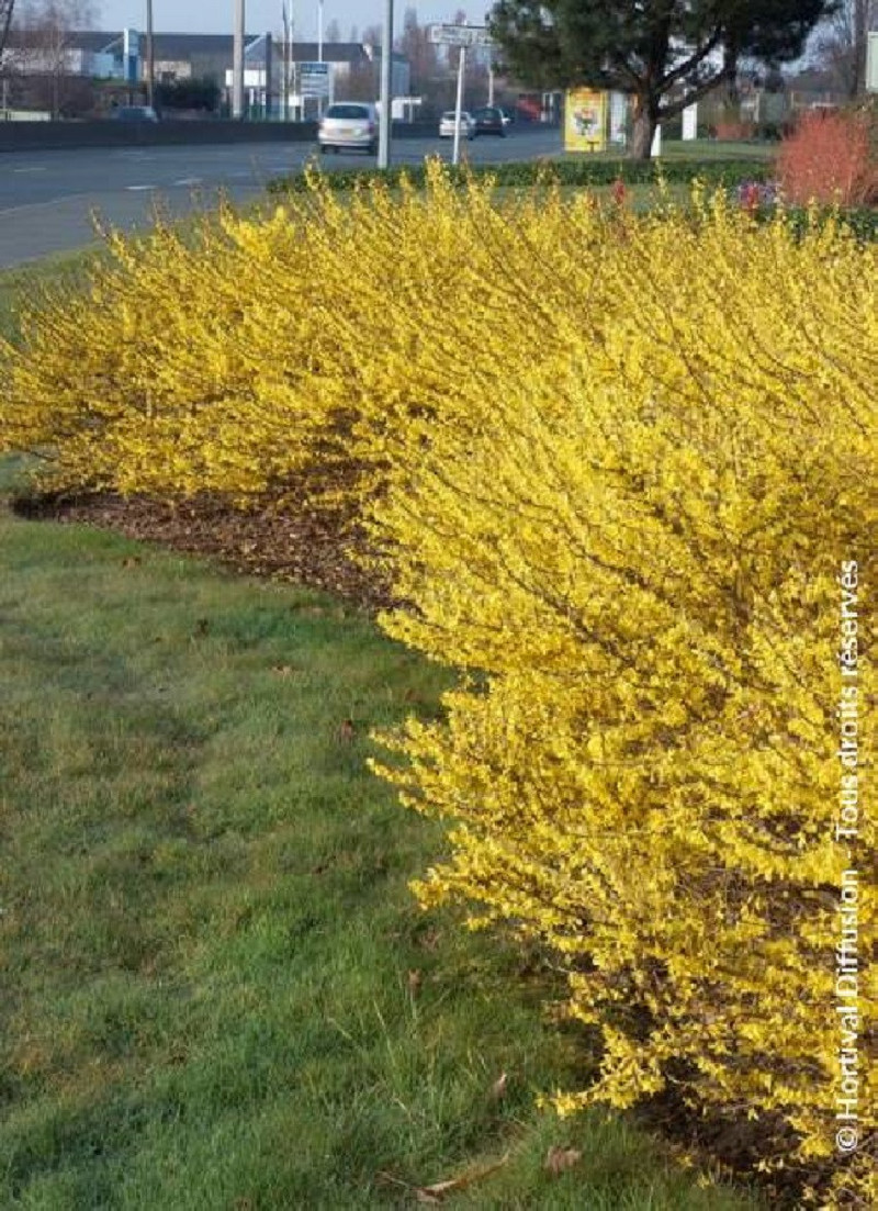 mimosa-de-paris-forsythia-maree-dor-forsythia-intermedia-maree-dor.jpg