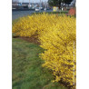 FORSYTHIA intermedia MAREE D'OR (Forsythia rampant)