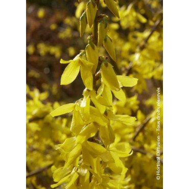 FORSYTHIA intermedia MAREE D'OR (Forsythia rampant)