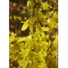 FORSYTHIA intermedia MAREE D'OR (Forsythia rampant)