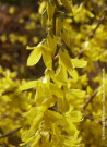 mimosa-de-paris-forsythia-maree-dor-forsythia-intermedia-maree-dor-3.jpg