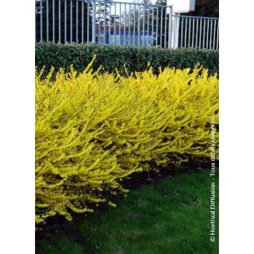 FORSYTHIA intermedia MAREE D'OR (Forsythia rampant)