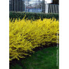 FORSYTHIA intermedia MAREE D'OR (Forsythia rampant)