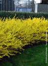 mimosa-de-paris-forsythia-maree-dor-forsythia-intermedia-maree-dor-1.jpg