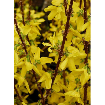 FORSYTHIA intermedia WEEK END cov (Forsythia Week-end)