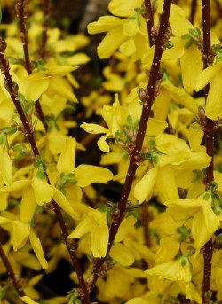 FORSYTHIA intermedia WEEK END