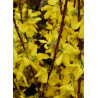 FORSYTHIA intermedia WEEK END cov (Forsythia Week-end)