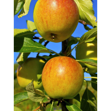 POMMIER COX'S ORANGE PIPPIN (Malus domestica)