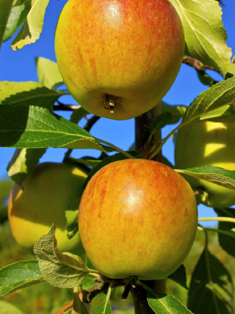 POMMIER COX'S ORANGE PIPPIN