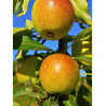 POMMIER COX'S ORANGE PIPPIN
