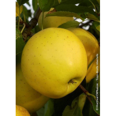 POMMIER GOLDEN DELICIOUS (Malus domestica)