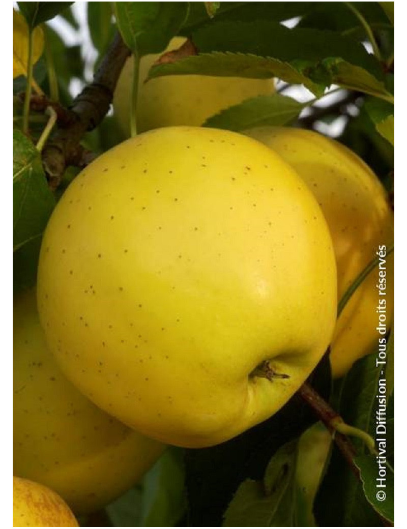 POMMIER GOLDEN DELICIOUS (Malus domestica)