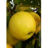 POMMIER GOLDEN DELICIOUS (Malus domestica)