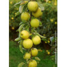 POMMIER GOLDEN DELICIOUS (Malus domestica)