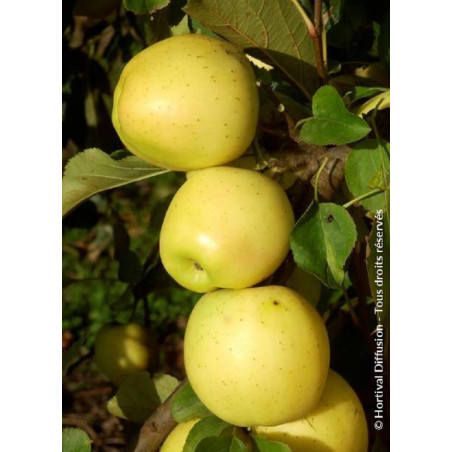 POMMIER GOLDEN DELICIOUS (Malus domestica)